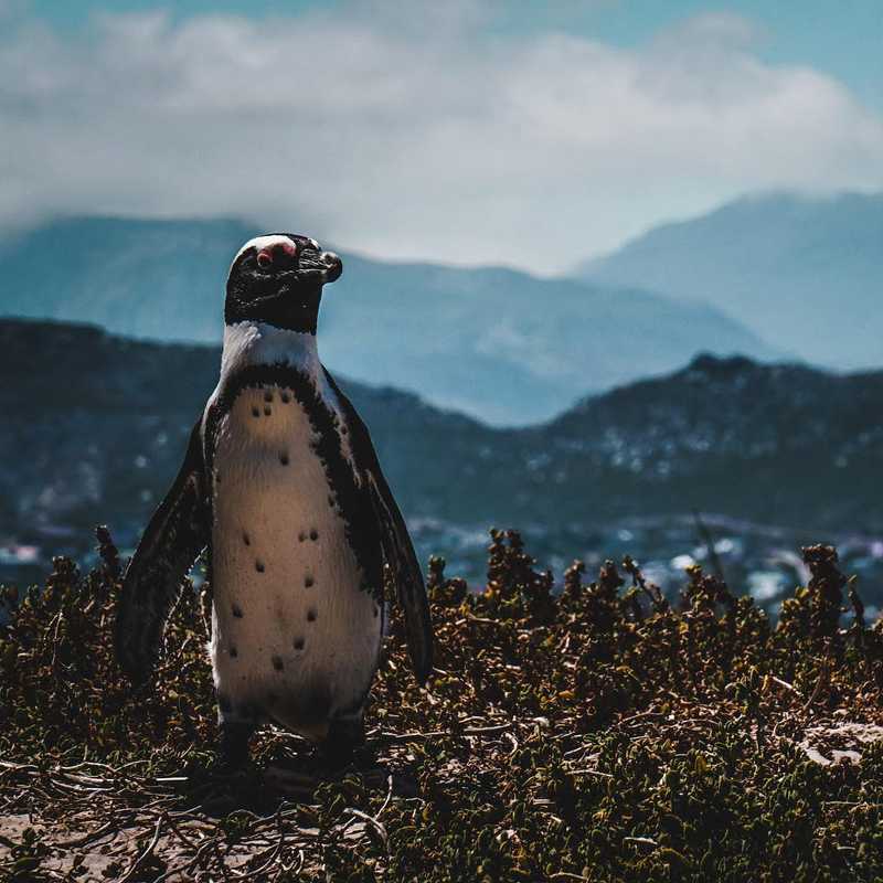 Meet Harry, he is a penguin living in africa #penguin #bouldersbay #southafrica #africa #animal #photo #naturephotography #nature #bird #bouldersbeach #boulders #planet #landscape #view #viktorohlin #aiv #allinvision