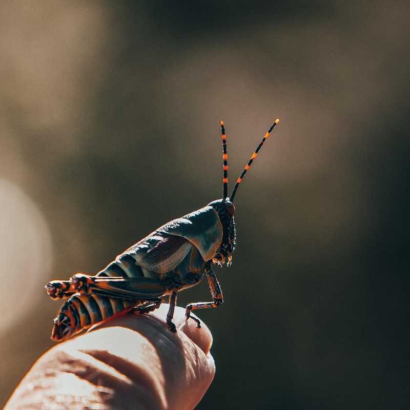 “Great minds discuss ideas; average minds discuss events; small minds discuss people.”
-Eleanor Roosevelt
#grasshopper #insect #photography #southafrica #south #africa #macro #aiv #viktorohlin #allinvision #naturephotography