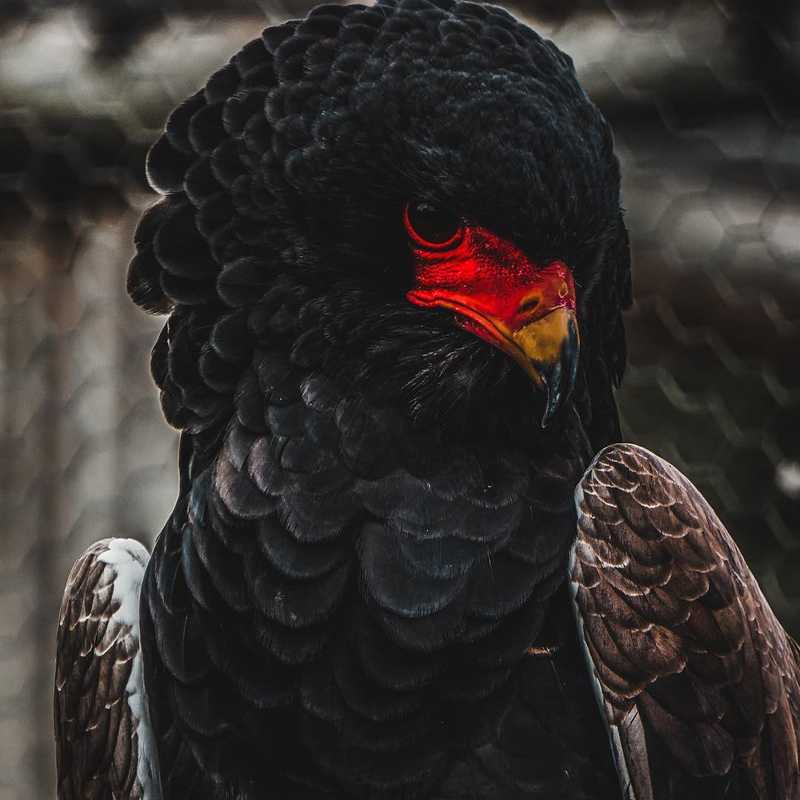 “You must be the change you wish to see in the world.”
-Gandhi.  #bird #eagle #photo #photography #nature #hawk #photographer #viktorohlin #aiv #allinvision #southafrica #south #africa