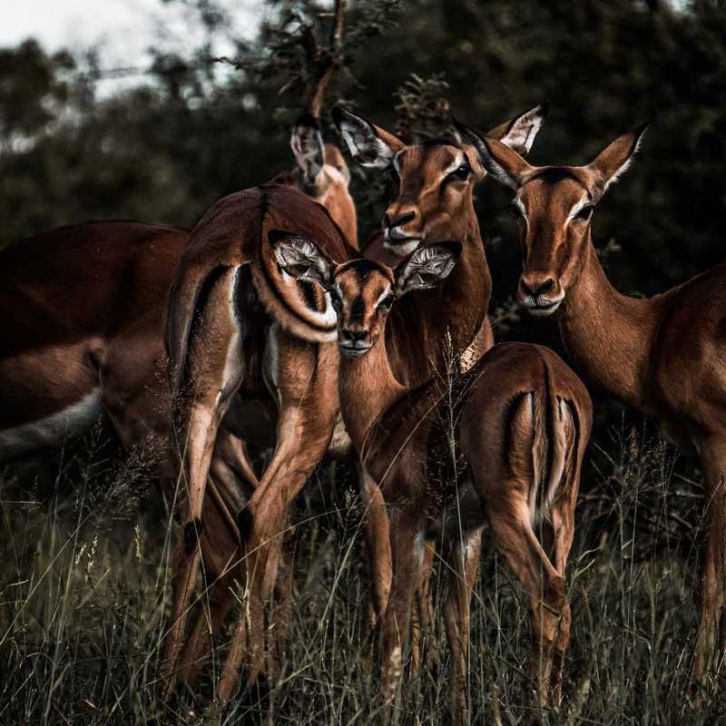 “You miss 100 percent of the shots you never take.”
-Wayne Gretzky  #antilope #antilopes #africa #south #photo #naturephotography #krugerpark #sunset #viktorohlin #aiv #allinvision #friends #family #nature #southafrica